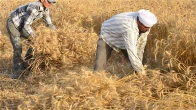 الزراعة: 6 ملايين طن حجم توريد القمح هذا العام (فيديو)
