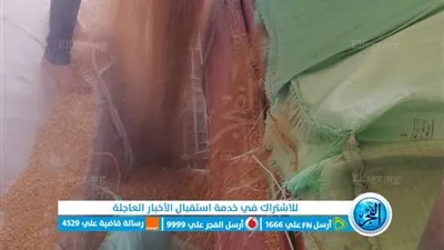 تموين كفر الشيخ: توريد 243 طن قمح لصوامع وشون المحافظة