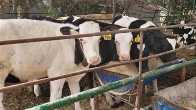 اتحاد المهن الطبية: 61 مليون جنيه زيادة بقيمة أصول 