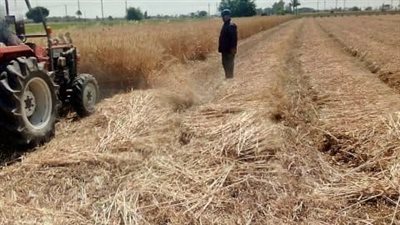 توريد ٧٥١٠ أطنان من الذهب الأصفر لصوامع وشون الشرقية