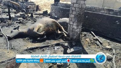 نفوق 8 رؤوس ماشية في حريق 3 منازل ببني سويف