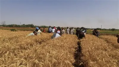 الزراعة تنظم يوم حصاد موسع في وادي النقرة بمحافظة أسوان