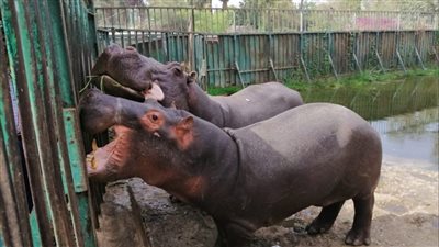 حديقة الحيوان: إقبال كبير من الشباب في أول أيام العيد