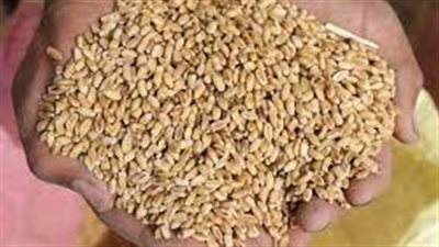 صوامع القليوبية: المزارعون رأوا أن توريد القمح للدولة واجب وطني (فيديو)