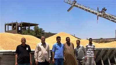  توريد 43 ألف فدان من محصول القمح بأسوان