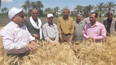  القصير: إنتاجية متوقعة لمحصول القمح هذا العام تصل إلى 10 مليون طن