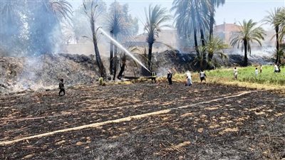 اندلاع حريق هائل في 50 نخلة وعشرات الأشجار وعدة منازل بأسوان (فيديو وصور)