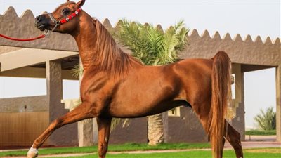 بعد الموافقة عليه.. تعرف على اختصاصات محطة الزهراء لتربية الخيول العربية الأصيلة 