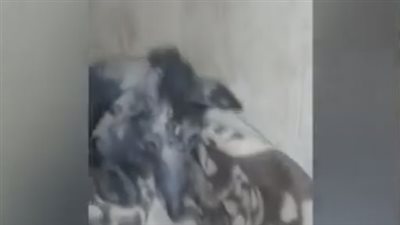 تعرف على تفاصيل ظهور حيوان غريب بـ الإسماعيلية (فيديو)
