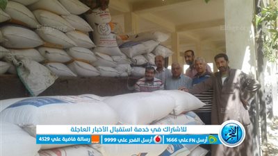 توريد 63872 طن قمح لصوامع وشون كفر الشيخ