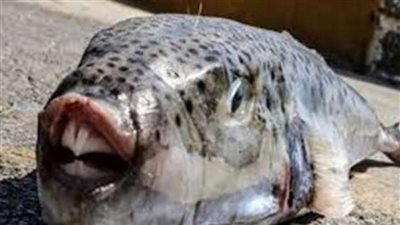 باحثة تُحذر من تناول هذه السمكة: تسبب الوفاة خلال 8 ساعات (فيديو)