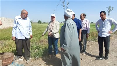 رقع كفاءة الإنارة على الطرق بـ 250 عمود في المنصورة 
