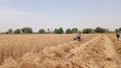 محافظ القليوبية ورئيس جامعة بنها يفتتحان موسم حصاد القمح