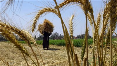 العامة للصوامع والتخزين لـ المواطنين: 