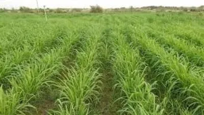 خبير يكشف عن محصول زراعي جديد لأول مرة في مصر (فيديو)