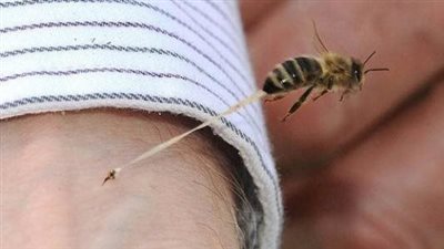 هل لدغ النحل يمكنه علاج الأمراض؟.. أستاذة سموم تجيب (فيديو)