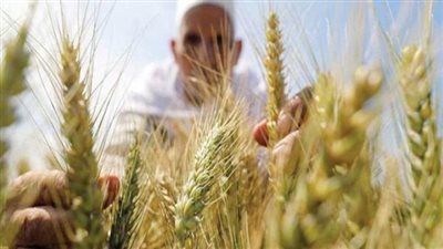 مفاجأة في أول شحنة قمح من الهند.. أعلى جودة وأقل سعر (فيديو)