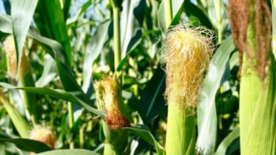 الزراعة تزف بشرى للفلاحين بشأن التعاقد على محصول الذرة (فيديو)