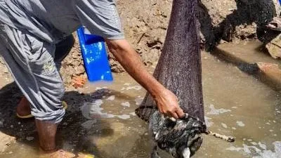 إلقاء نصف مليون ذريعة سمكية في النيل أمام قريتي الدبوسي والبدالة بالدقهلية