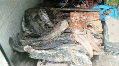 ضبط 165 كجم من الأسماك المملحة غير صالحة للاستهلاك الآدمى بأسوان