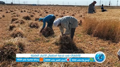 توريد 89216 طن قمح للشون والصوامع والهناجر بالفيوم