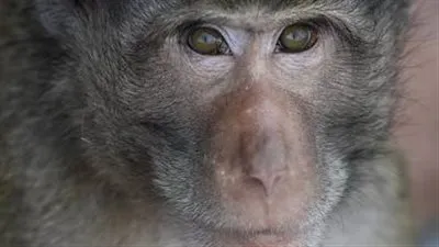 بعد انتشار جدري القرود.. ماذا يحدث في أوروبا؟