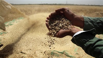 الزراعة تكشف تفاصيل زراعة القمح بـ بورسعيد (فيديو)