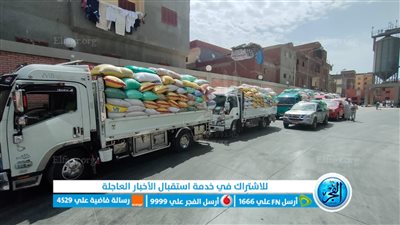 توريد 205 ألف طن قمح لشون وصوامع البحيرة (صور)