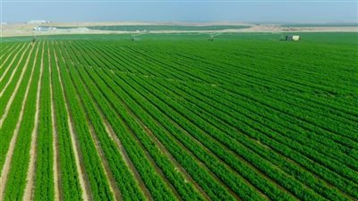 مستشار وزير الزراعة: الأمن الغذائي أصبح ملف أمن قومي لأي بلد (فيديو)