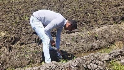 حملة مكبرة لمكافحة القوارض في الأراضي الزراعية بكفر الشيخ