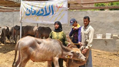 الأورمان: إجراء دراسة دقيقة لاستبدال الماشية بالسلالة المحسنة