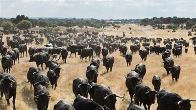 تفاصيل توزيع 60 ألف رأس ماشية مطورة على المزارعين (فيديو)