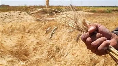 محافظ الشرقية الأسبق: 85% من واردات قمح مصر تأتي من كييف وموسكو (فيديو)