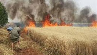 علي مساحة 5 قراريط.. السيطرة على حريق في زراعة القمح بطما في سوهاج