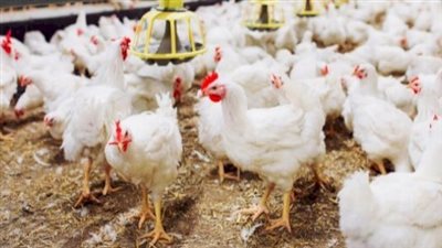 الغرفة التجارية تكشف آخر تطورات أسعار الدواجن (فيديو)