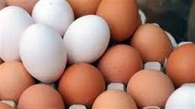 شعبة البيض: المنتجين فقدوا 12 مليون طائر بياض خلال 6 أشهر (فيديو)