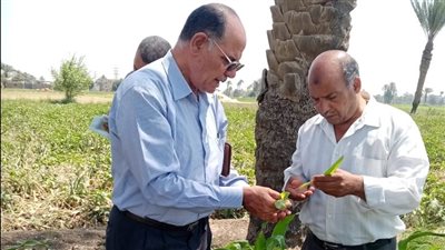 وكيل زراعة الفيوم: تكثيف المرور على الزراعات الصيفية وخاصة القطن والذرة الشامية