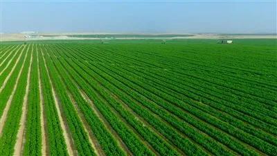 الزراعة: مشروع مستقبل مصر يعتبر نواة أساسية لإنتاج التقاوي المعتمدة (فيديو)