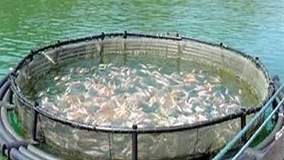 الزراعة: مصر تحتل المرتبة الأولى إفريقيا بالاستزراع السمكي