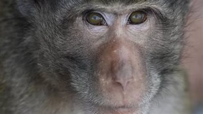 خريطة انتشار جدري القرود في الدول العربية