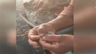 نقيب الصيادين يكشف حقيقة ظهور ديدان بالأسماك في نهر النيل (فيديو)