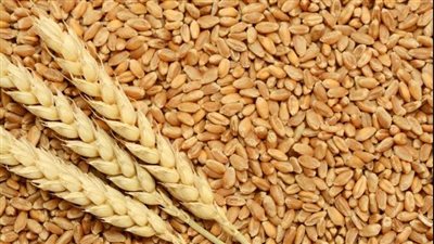 أوكرانيا: تركيا من بين الدول المشترية للحبوب التي سرقتها روسيا