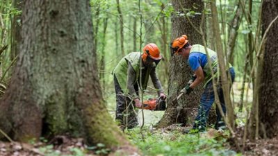 جمعية محبي الأشجار: فقدنا 3 آلاف شجرة في مصر الجديدة تم قطعها لإقامة مشروعات