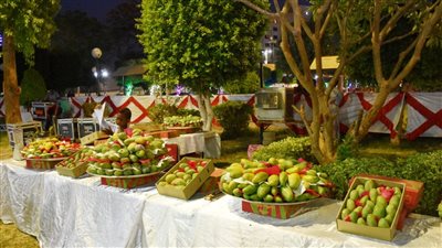 انطلاق مهرجان مانجو أسوان 2022