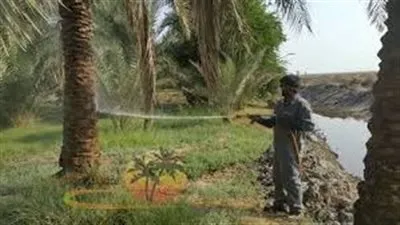  بدء مزارعو وادي الدواسر عملية تغطية عذوق النخيل