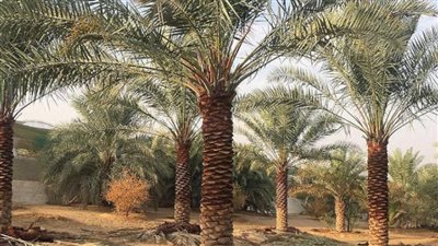  لأول مرة في العالم.. مشروع 