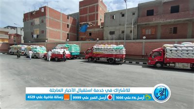 شون وصوامع البحيرة تستقبل 361 ألف طن من الذهب الأصفر (صور)