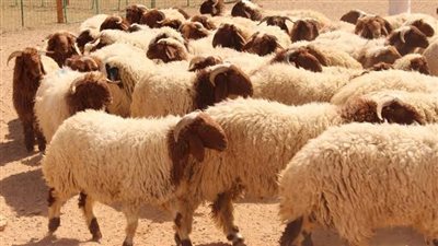 الزراعة تستعد لعيد الأضحى وتطرح لحوم بأسعار مخفضة.. القرش يكشف التفاصيل