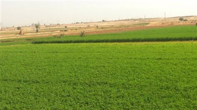 364.6 مليار جنيه صافى قيمة الدخل الزراعى فى مصر عام 2019/2020