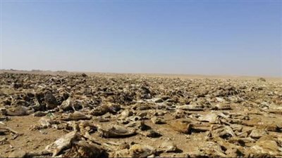 محافظ الفيوم يكشف تفاصيل ضبط هياكل حمير بالمحافظة